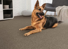 Load image into Gallery viewer, Trivor|Greyhound|PM-D069-96742-D - Sample