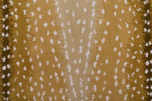 Load image into Gallery viewer, Artem in STOCK 37 - Sample