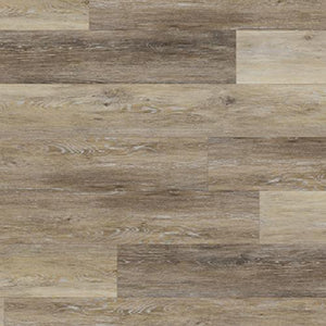 Coastal Banded Olive  - Sample