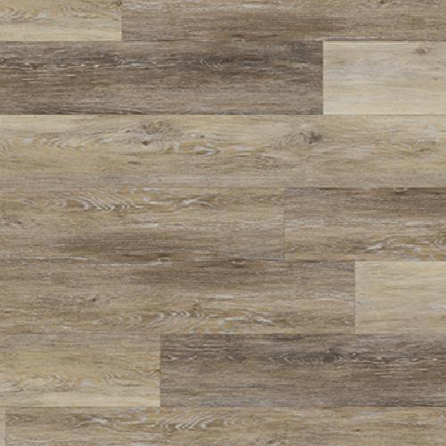 Coastal Banded Olive  - Sample