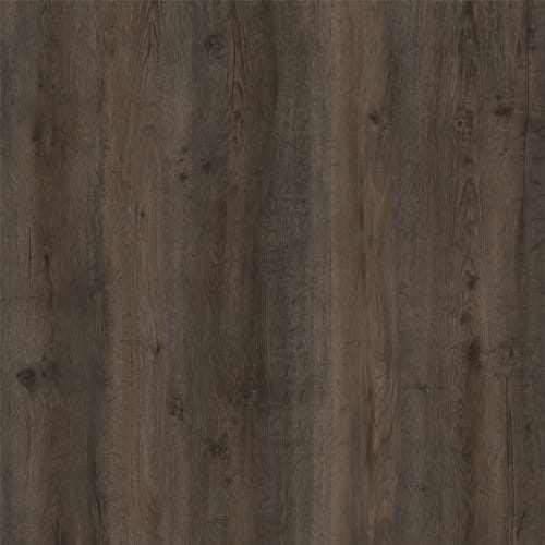 Courtier Chevalier  - Sample